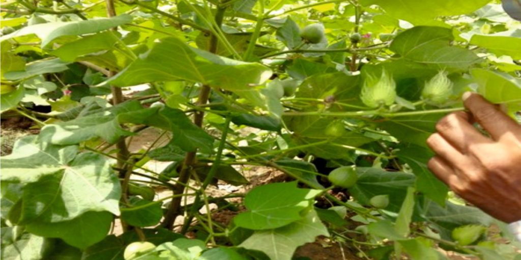 Balaji Seeds
