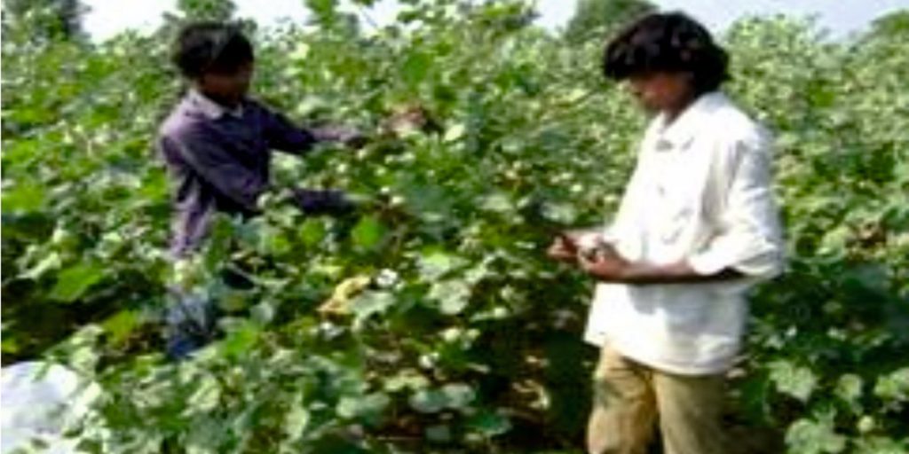 Balaji Seeds
