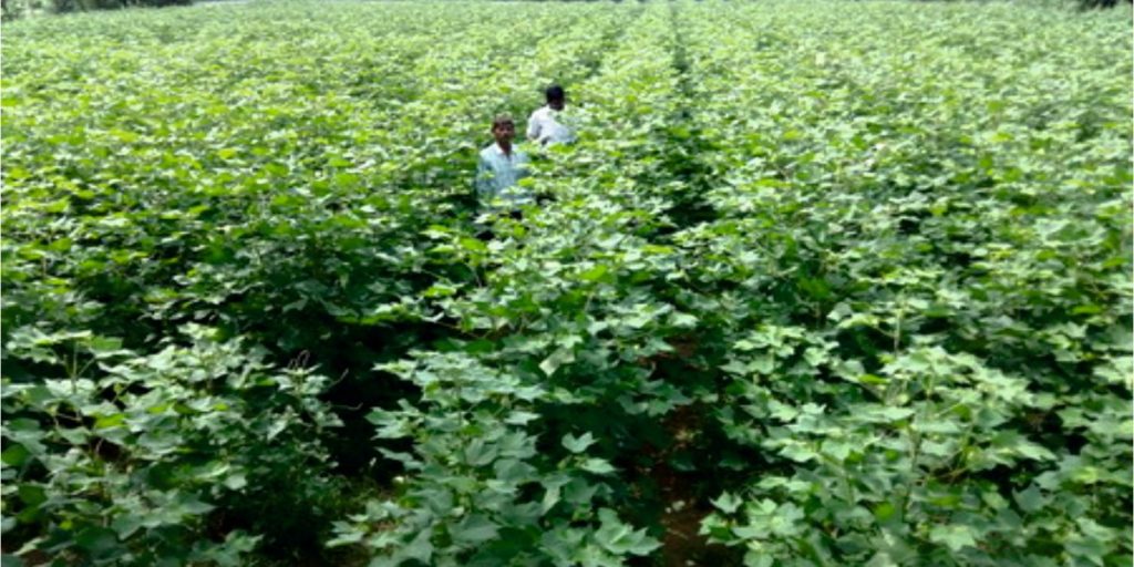 Balaji Seeds