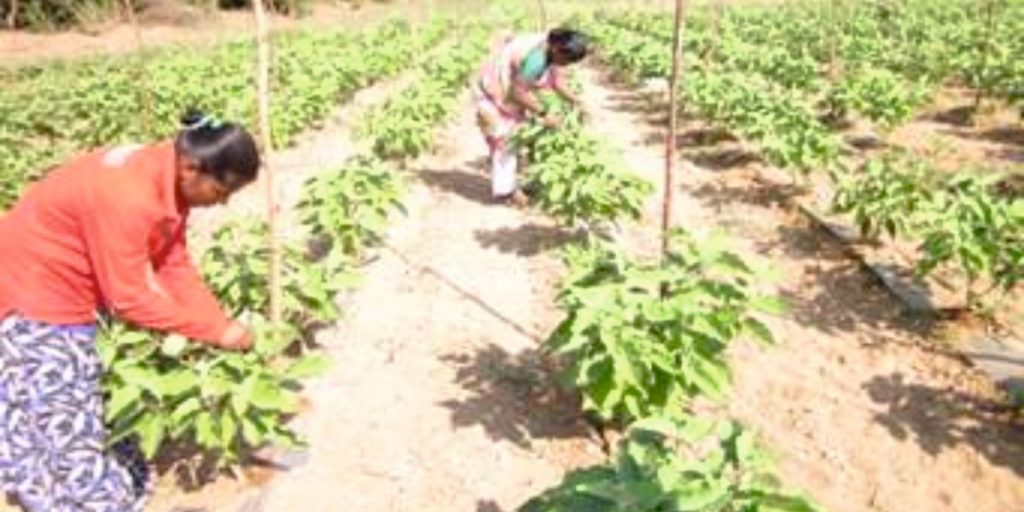 Balaji Seeds