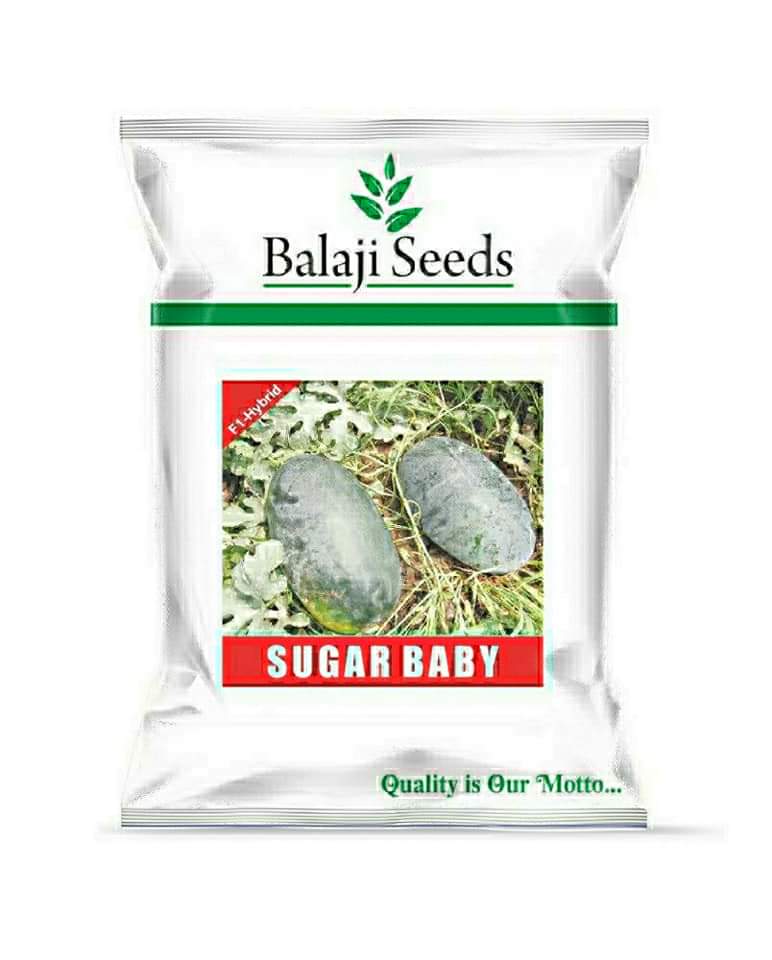 F1 SUGAR BABY