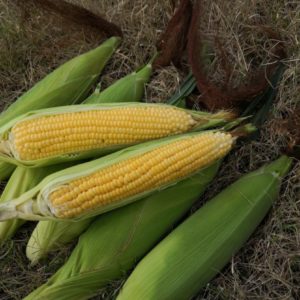 F1 SUGAR CORN-95
