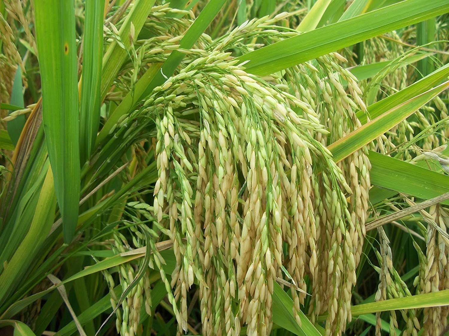 LAL GANGA