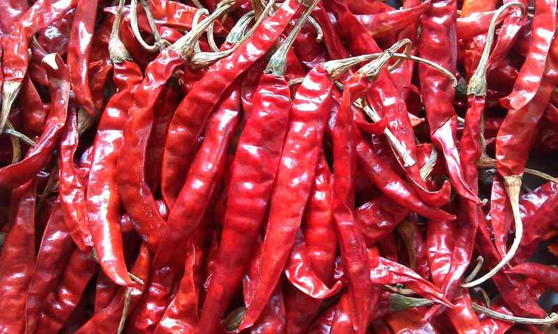RED PEPPER – 573