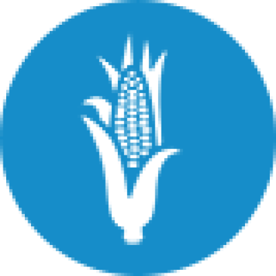 Maize