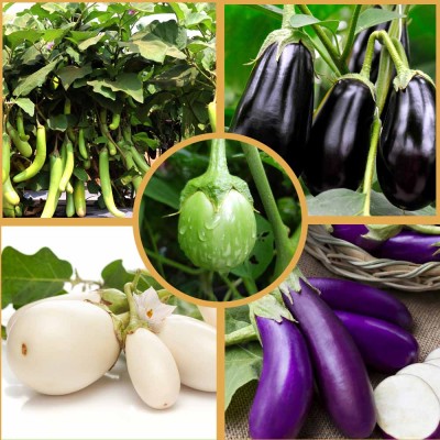 Brinjal
