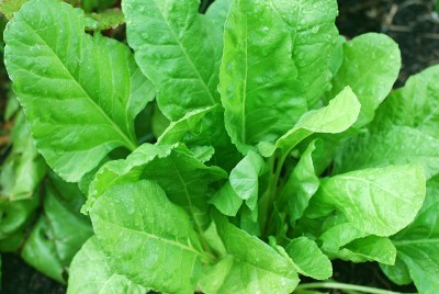 Leaves