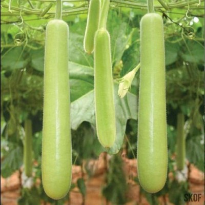 Gourds